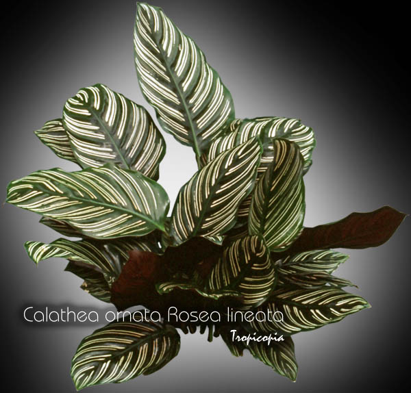 Foliage plant - Calathea ornata Rosea lineata - Stiped calathea